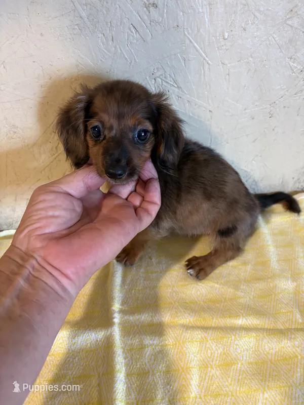 Longhair red  – Miniature Dachshund puppy for sale in Saint Hedwig, TX
