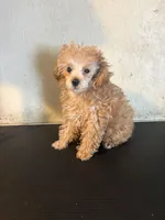 AKC tiny Cafe Au Late’, a female Poodle - Toy  for sale in Saint Hedwig, TX – 3 of 5