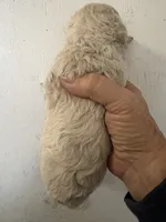 Off white , a female Poodle - Toy  for sale in Saint Hedwig, TX – 3 of 3