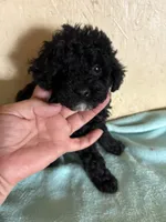 Black , a female Poodle - Toy  for sale in Saint Hedwig, TX – 2 of 2