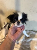 Tiny Chin diamond , a female Japanese Chin for sale in Saint Hedwig, TX – 5 of 7