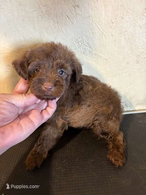 Fluffy – Yorkipoo puppy for sale in Saint Hedwig, TX