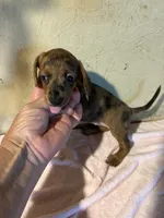 Red shorthair, a female Miniature Dachshund for sale in Saint Hedwig, TX – 4 of 5