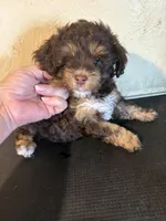 Charlie, a male Yorkipoo and Poodle - Miniature  for sale in Saint Hedwig, TX – Photo 4 of 6