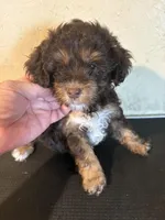 Charlie, a male Yorkipoo and Poodle - Miniature  for sale in Saint Hedwig, TX – Photo 2 of 6
