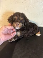 Charlie, a male Yorkipoo and Poodle - Miniature  for sale in Saint Hedwig, TX – Photo 6 of 6