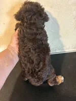 Charlie, a male Yorkipoo and Poodle - Miniature  for sale in Saint Hedwig, TX – Photo 5 of 6