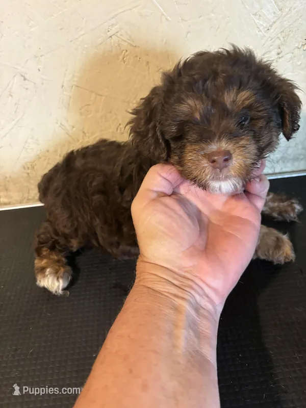 Charlie – Yorkipoo, Poodle - Miniature  puppy for sale in Saint Hedwig, TX