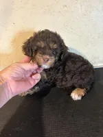 Charlie, a male Yorkipoo and Poodle - Miniature  for sale in Saint Hedwig, TX – Photo 3 of 6