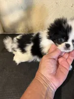 Chin diamond , a female Japanese Chin for sale in Saint Hedwig, TX – 2 of 5