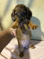 Longhair red , a female Miniature Dachshund for sale in Saint Hedwig, TX – 4 of 4