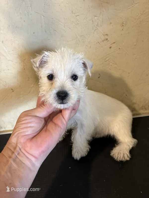 Pieper – West Highland White Terrier puppy for sale in Saint Hedwig, TX