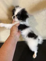 Chin diamond , a female Japanese Chin for sale in Saint Hedwig, TX – 6 of 6