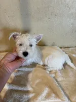 Dudley , a male West Highland White Terrier for sale in Saint Hedwig, TX – 7 of 7