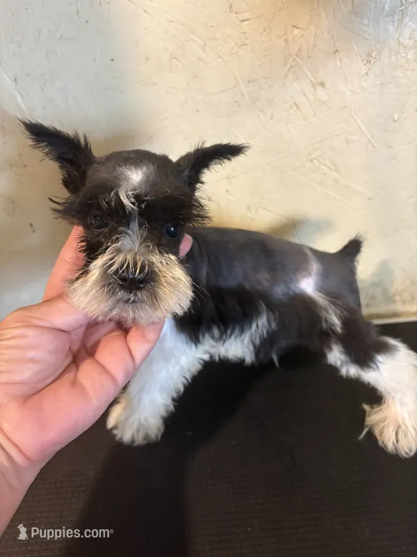 Larry – Miniature Schnauzer puppy for sale in Saint Hedwig, TX