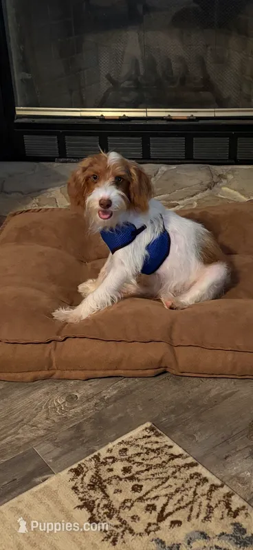 Sparkie  – Yorkipoo puppy for sale in Saint Hedwig, TX