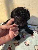 Brutus, a male Yorkipoo for sale in Saint Hedwig, TX – 1 of 4