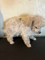 Tiny toy, a male Poodle - Toy  for sale in Saint Hedwig, TX – 4 of 5