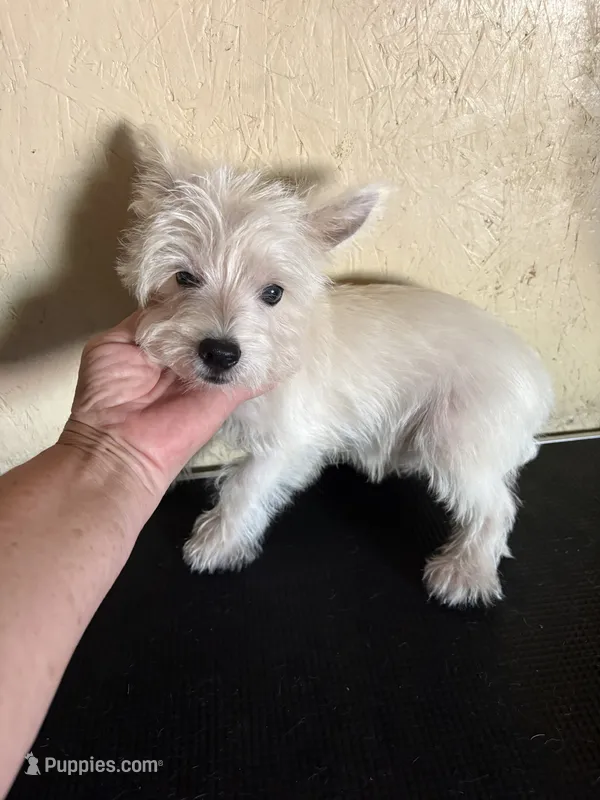 Pieper – West Highland White Terrier puppy for sale in Saint Hedwig, TX