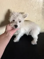 Pieper, a female West Highland White Terrier for sale in Saint Hedwig, TX – 2 of 5