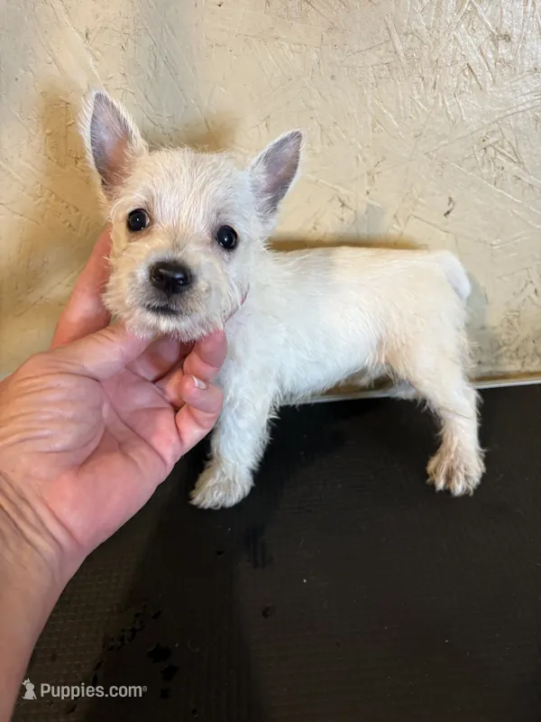 Tia – West Highland White Terrier puppy for sale in Saint Hedwig, TX