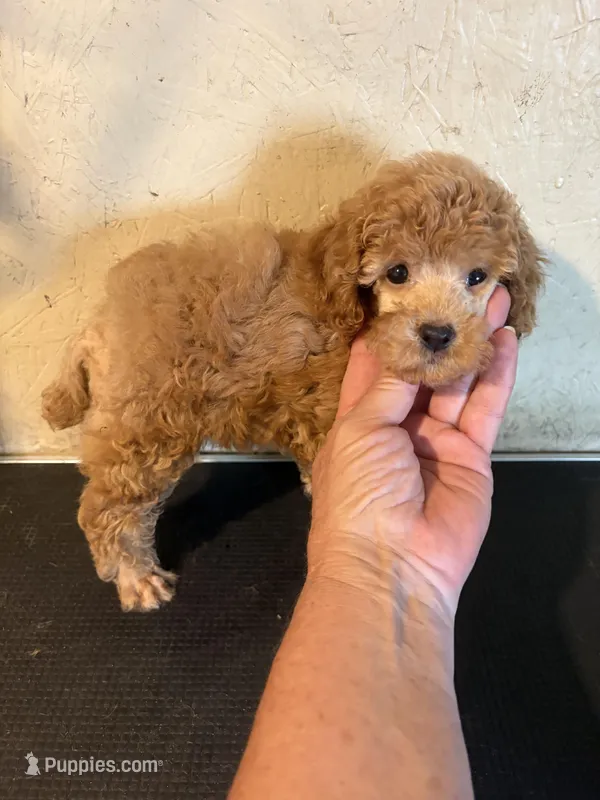 Red Rover – Poodle - Miniature  puppy for sale in Saint Hedwig, TX