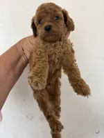 Red Rover, a male Poodle - Miniature  for sale in Saint Hedwig, TX – Photo 2 of 3