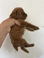 Red Rover, a male Poodle - Miniature  for sale in Saint Hedwig, TX – Photo 3 of 3