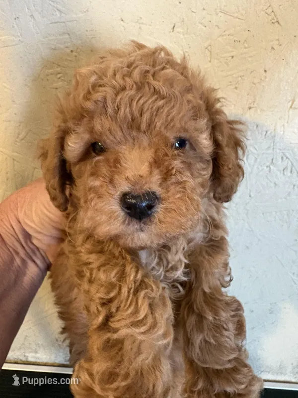 Red Rover – Poodle - Miniature  puppy for sale in Saint Hedwig, TX