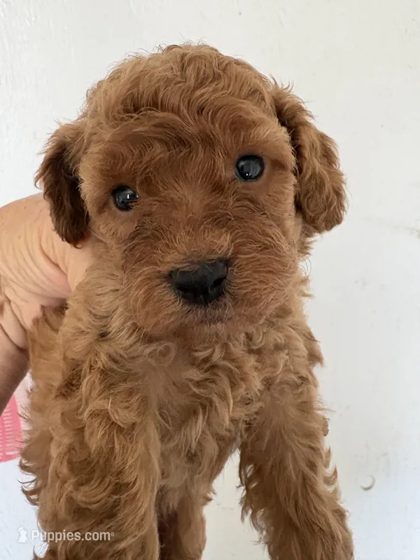 Red Rover, a male Poodle - Miniature  for sale in Saint Hedwig, TX – Photo 1 of 3