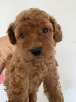 Red Rover, a male Poodle - Miniature  for sale in Saint Hedwig, TX – Photo 1 of 3