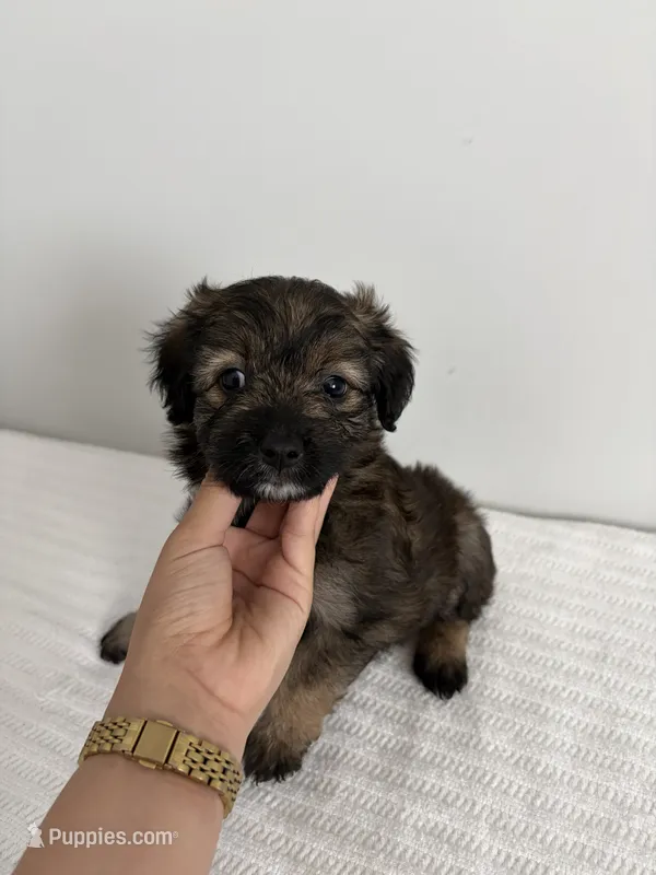 Addie – Poodle - Miniature , Miniature Aussiedoodle puppy for sale in Saint Hedwig, TX
