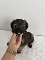 Addie, a female Poodle - Miniature  and Miniature Aussiedoodle for sale in Saint Hedwig, TX – 1 of 1