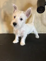 Crystal, a female West Highland White Terrier for sale in Saint Hedwig, TX – 3 of 4