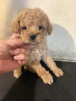 Madden, a male Poodle - Miniature  for sale in Saint Hedwig, TX – Photo 3 of 5