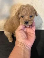 Madden, a male Poodle - Miniature  for sale in Saint Hedwig, TX – Photo 2 of 5