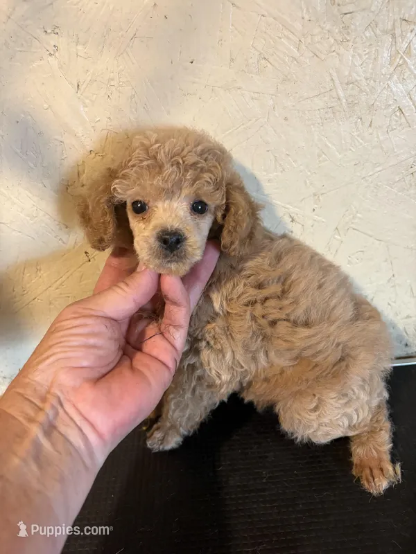 Madden – Poodle - Miniature  puppy for sale in Saint Hedwig, TX