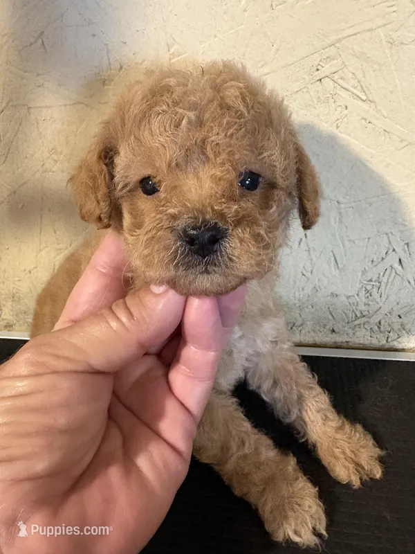 Madden – Poodle - Miniature  puppy for sale in Saint Hedwig, TX