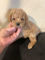 Madden, a male Poodle - Miniature  for sale in Saint Hedwig, TX – Photo 4 of 5