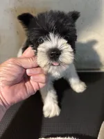 Party, a female Miniature Schnauzer for sale in Saint Hedwig, TX – 3 of 3