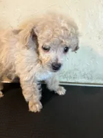 Tiny toy, a male Poodle - Toy  for sale in Saint Hedwig, TX – 2 of 5