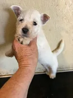 Winston, a male West Highland White Terrier for sale in Saint Hedwig, TX – 5 of 5
