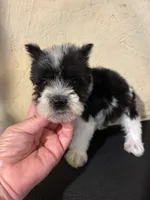 Larry, a male Miniature Schnauzer for sale in Saint Hedwig, TX – 2 of 4