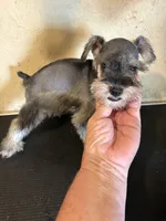 Salt and pepper, a male Miniature Schnauzer for sale in Saint Hedwig, TX – 5 of 5