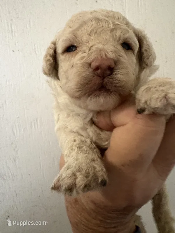 Off white  – Poodle - Toy  puppy for sale in Saint Hedwig, TX
