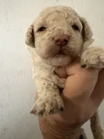 Off white , a female Poodle - Toy  for sale in Saint Hedwig, TX – 1 of 3