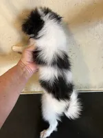 Chin diamond , a female Japanese Chin for sale in Saint Hedwig, TX – 3 of 6