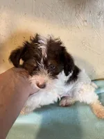 Sparkie , a male Yorkipoo for sale in Saint Hedwig, TX – Photo 2 of 3