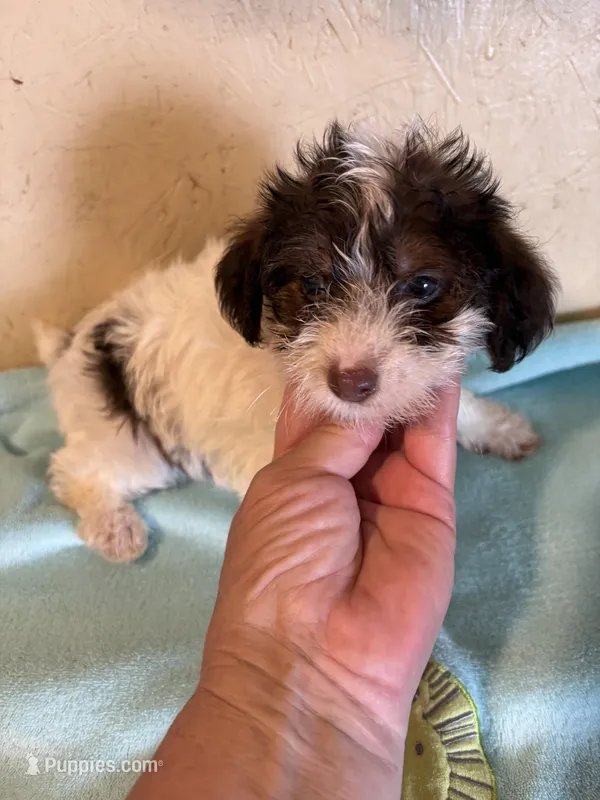 Sparkie  – Yorkipoo puppy for sale in Saint Hedwig, TX