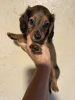 Red shorthair, a female Miniature Dachshund for sale in Saint Hedwig, TX – 3 of 5